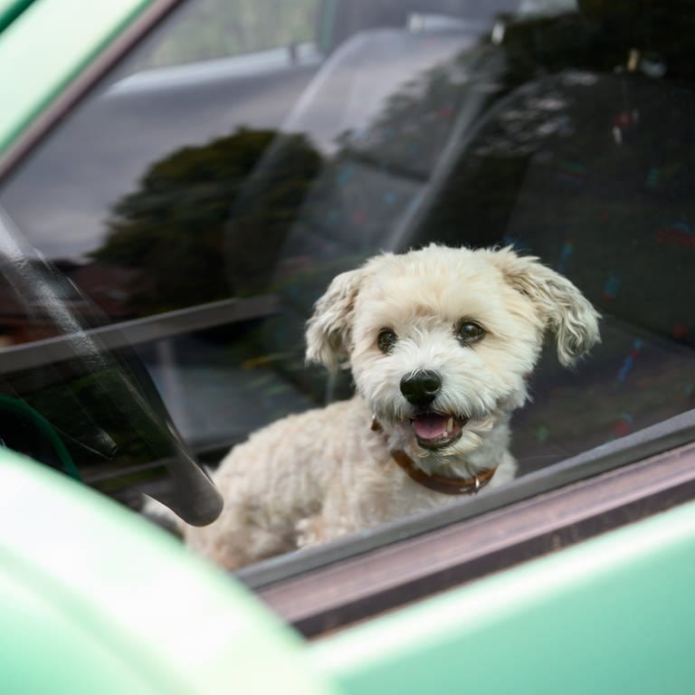 Hund sitzt in einem Auto (Symbolbild)